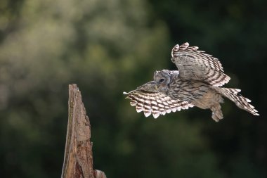 Ural baykuş (Strix uralensis) kapat