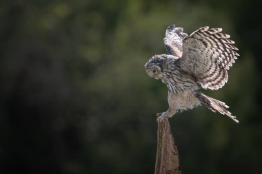 Ural baykuş (Strix uralensis) kapat