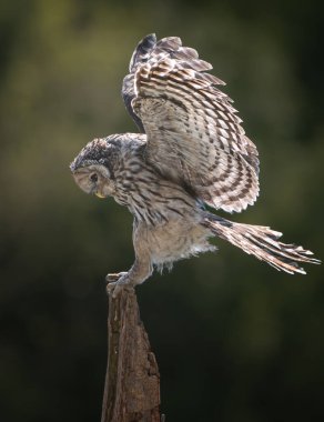 Ural baykuş (Strix uralensis) kapat