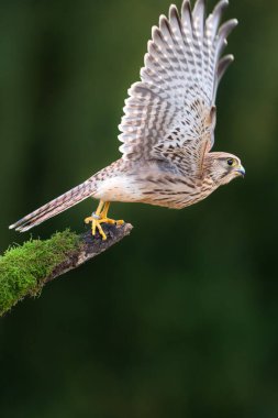 Yaygın kerkenez, Falco tinnunculus, daldaki bekar erkek.