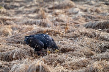 Sabahın erken saatlerinde yiyecek arayan beyaz kuyruklu kartallar (Haliaeetus albicilla) .