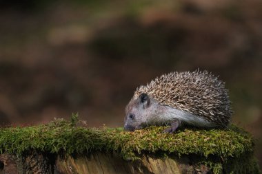 Genç kirpi doğal yaşam alanında.