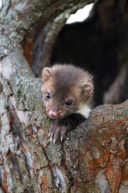Stone Marten veya Beech Marten, Stump 'ın üzerinde duran martes foina.