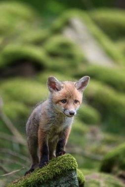 Portre hayvan tapılası kızıl tilki yavrusu (vulpes vulpes) bahar ormanında