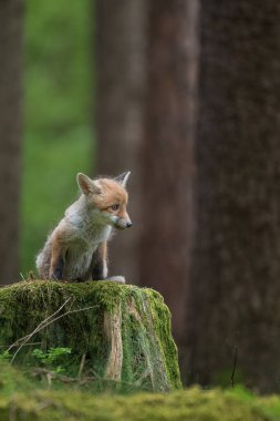 Portre hayvan tapılası kızıl tilki yavrusu (vulpes vulpes) bahar ormanında