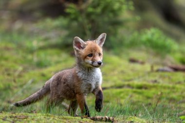 Portre hayvan tapılası kızıl tilki yavrusu (vulpes vulpes) bahar ormanında