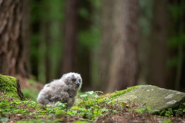 Şirin Avrupa Kartalı Baykuşu (Bubo bubo) bir çayırda yürüyor .
