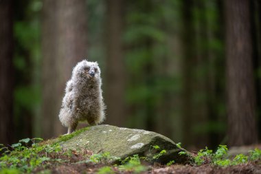 Şirin Avrupa Kartalı Baykuşu (Bubo bubo) bir çayırda yürüyor .
