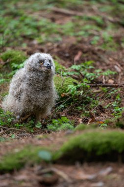 Şirin Avrupa Kartalı Baykuşu (Bubo bubo) bir çayırda yürüyor .