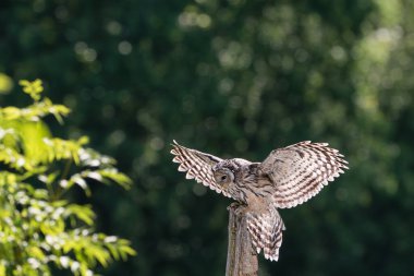 Ural baykuş (Strix uralensis) kapat