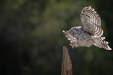 Ural baykuş (Strix uralensis) kapat