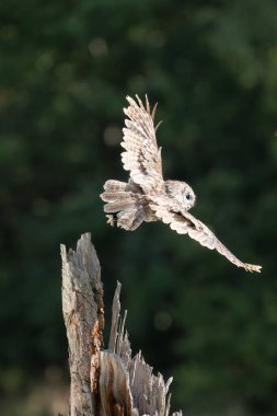 Tawny baykuşu (Strix aluco) genç kuş yaklaş. Doğal yaşam alanında baykuş..
