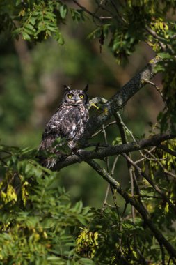 Benekli baykuş, Bubo africanus, Yeşil bitki örtüsünde, taşın üzerinde oturan kuş..
