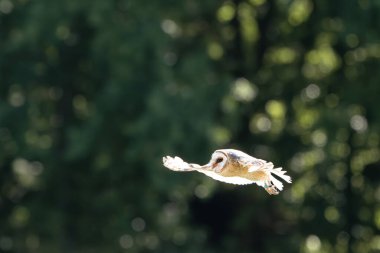 Baykuşu kapat (Tyto alba )