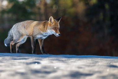 Kızıl Tilki (Vulpes vulpes) karda