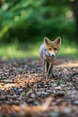 Kızıl tilki, vulpes vulpes, ormandaki küçük yavru. Doğal ortamda sevimli küçük yırtıcılar. Doğadan vahşi yaşam sahnesi