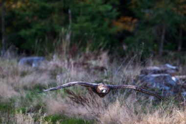 Altın Kartal (Aquila chrysaetos) yaklaş