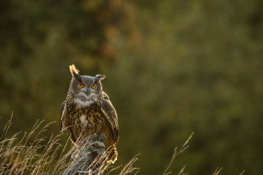 Avrasya kartal baykuşu (Bubo bubo) yakın çekim