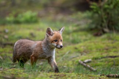 Şirin genç kızıl tilki, Vulpes vulpes ormanda, Avrupa 'da
