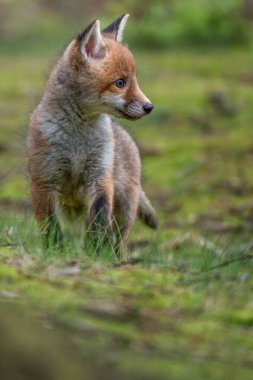 Şirin genç kızıl tilki, Vulpes vulpes ormanda, Avrupa 'da