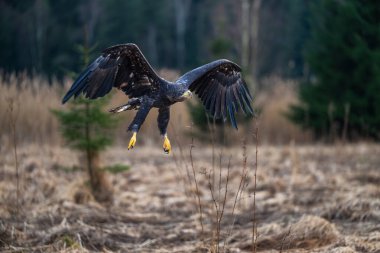 Sabahın erken saatlerinde yiyecek arayan beyaz kuyruklu kartallar (Haliaeetus albicilla) .
