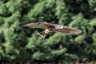 HARRIS HAWK, parabuteo unicinctus, uçan yetişkin