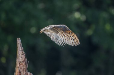 Baykuşu kapat (Tyto alba )