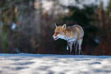 Kızıl Tilki (Vulpes vulpes) karda