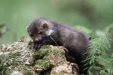 Küçük kayın ağacı, martes foina, bahar ormanında yavru. Ormandaki sevimli memeli bebek.