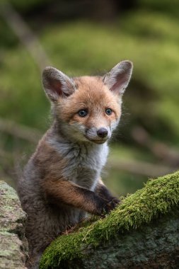 Kızıl tilki, vulpes vulpes, ormanda taş üstünde küçük bir yavru. Doğal ortamda sevimli küçük yırtıcılar. Doğadan vahşi yaşam sahnesi