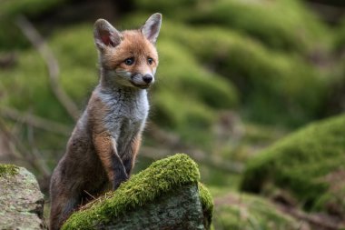 Kızıl tilki, vulpes vulpes, ormanda taş üstünde küçük bir yavru. Doğal ortamda sevimli küçük yırtıcılar. Doğadan vahşi yaşam sahnesi