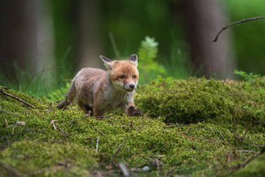 Kızıl tilki, vulpes vulpes, ormandaki küçük yavru. Doğal ortamda sevimli küçük yırtıcılar. Doğadan vahşi yaşam sahnesi