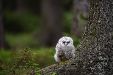 Bir bebeğe alaca baykuş (Strix aluco yakın çekim)