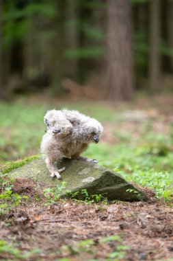Sevimli baykuş. Ormanda genç bir Avrupalı Kartal Baykuşu (Bubo bubo).
