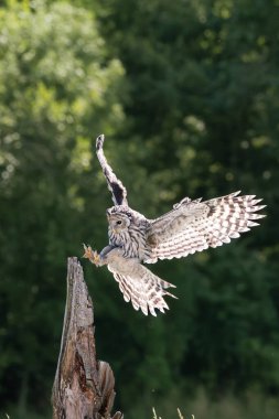Ural baykuş (Strix uralensis) kapat