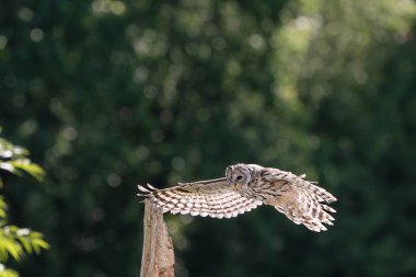 Ural baykuş (Strix uralensis) kapat
