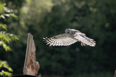 Ural baykuş (Strix uralensis) kapat