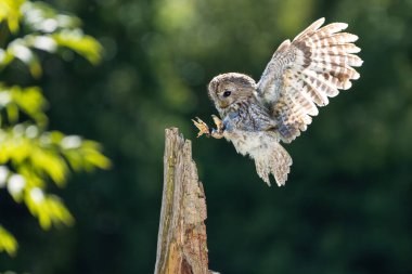Tawny baykuşu (Strix aluco) genç kuş yaklaş. Doğal yaşam alanında baykuş..