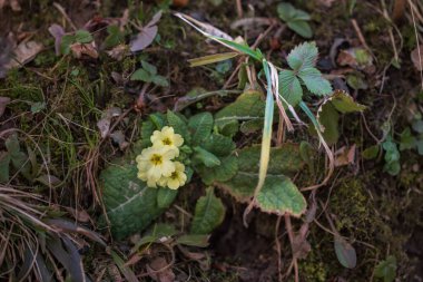 Sarı Çuha Çiçeği (Primula vulgaris) Orman zemininde açan Yaban Çiçeği