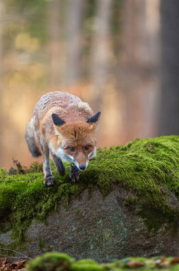 Kızıl Tilki (Vulpes vulpes) Bahar Ormanı 'nda kapanıyor