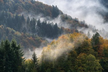 Renkli yaprakları ve alçak bulutları ile puslu sonbahar orman dağları