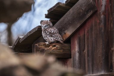 Küçük baykuş (Athene noctua) kırsal ahşap kulübeye tünemiş.