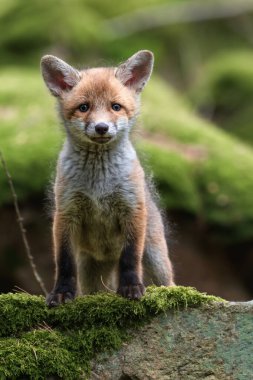 Kızıl tilki, vulpes vulpes, ormanda taş üstünde küçük bir yavru. Doğal ortamda sevimli küçük yırtıcılar. Doğadan vahşi yaşam sahnesi