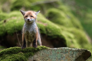 Kızıl tilki, vulpes vulpes, ormanda taş üstünde küçük bir yavru. Doğal ortamda sevimli küçük yırtıcılar. Doğadan vahşi yaşam sahnesi
