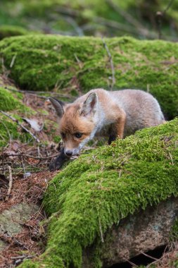 Kızıl tilki, vulpes vulpes, ormanda taş üstünde küçük bir yavru. Doğal ortamda sevimli küçük yırtıcılar. Doğadan vahşi yaşam sahnesi