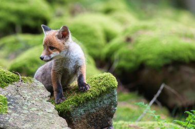 Kızıl tilki, vulpes vulpes, ormanda taş üstünde küçük bir yavru. Doğal ortamda sevimli küçük yırtıcılar. Doğadan vahşi yaşam sahnesi