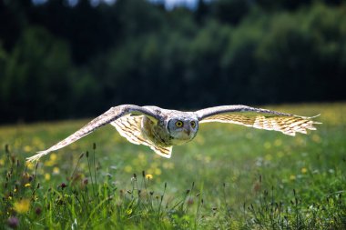 Büyük boynuzlu baykuş (Bubo virginianus), kaplan baykuşu olarak da bilinir.