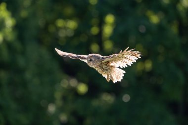 Tawny baykuşu (Strix aluco) genç kuş yaklaş. Doğal yaşam alanında baykuş..