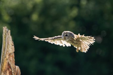 Tawny baykuşu (Strix aluco) genç kuş yaklaş. Doğal yaşam alanında baykuş..