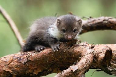 Genç kayın balığı (Martes foina) ormandaki bir ağaç dalına tünemişti..
